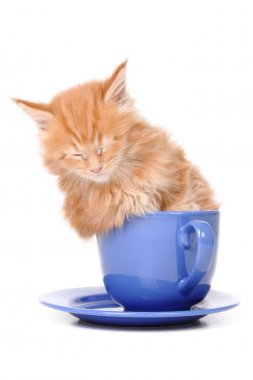 yavru kedi içinde büyük bir kupa oturuyor