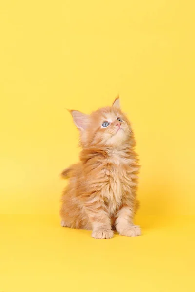 Kätzchen sitzt auf weißem Hintergrund — Stockfoto