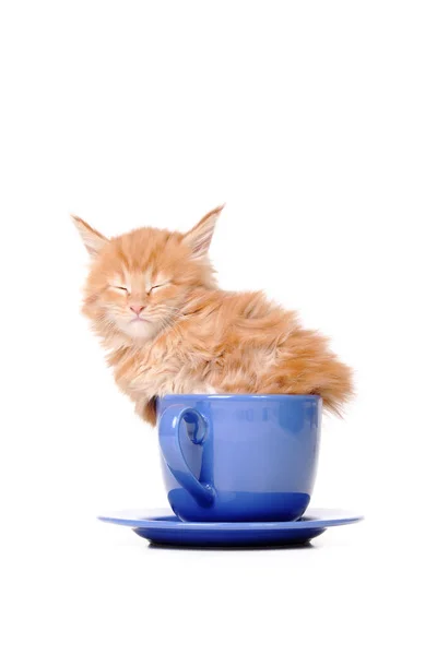 Gattino è seduto in un Grande tazza — Foto Stock