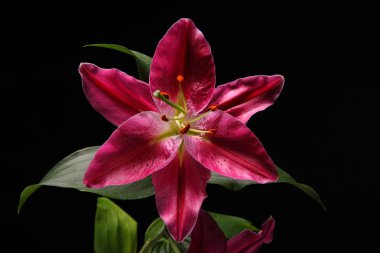 siyah arka plan yakın çekim çiçek