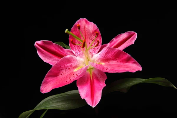 Bloem op zwarte achtergrond close-up — Stockfoto