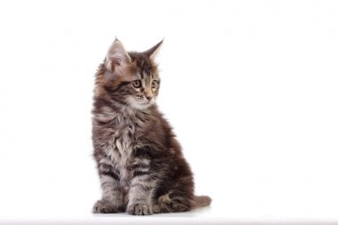 Beyaz arka plan üzerinde Maine coon kedi
