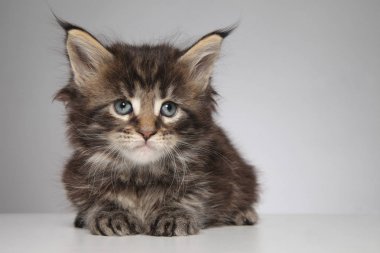 kitten of maine coon on white background clipart