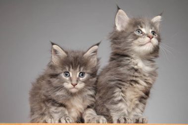 Beyaz arka plan üzerinde Maine coon kedi