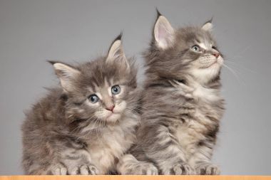 Beyaz arka plan üzerinde Maine coon kedi