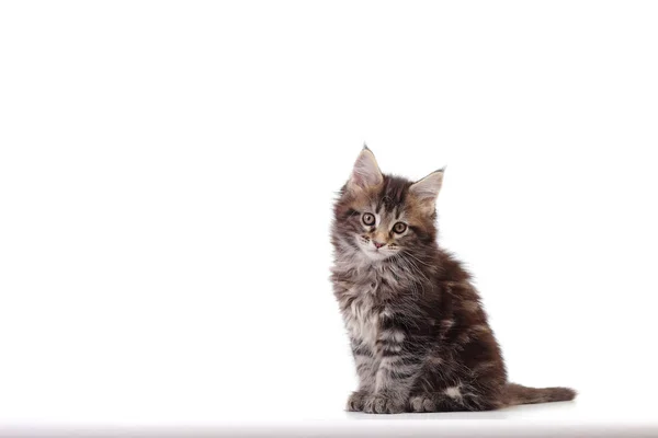 Kitten dari Maine coon pada latar belakang putih — Stok Foto