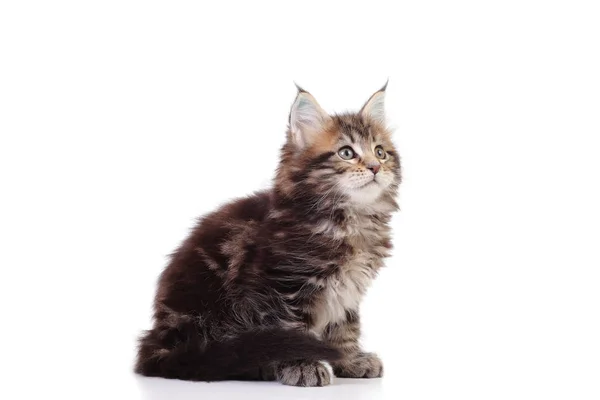 Kitten van Maine coon op witte achtergrond — Stockfoto