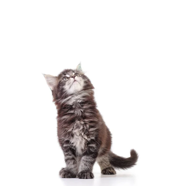 Kitten van Maine coon op witte achtergrond — Stockfoto
