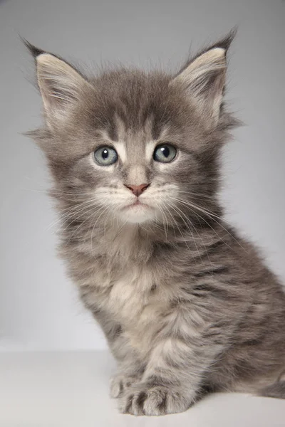 Kitten of maine coon on white background — Stock Photo, Image