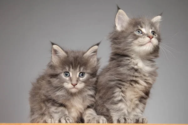 白い背景のメインクーンの子猫 — ストック写真