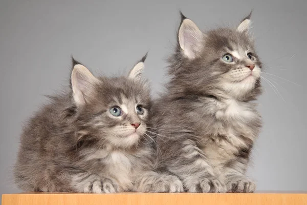 Kitten of maine coon on white background — Stock Photo, Image