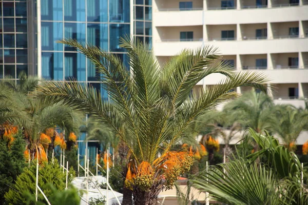 Palm tree and hotel building — Stock Photo, Image