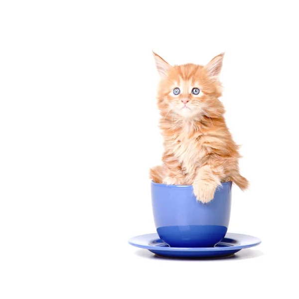 Gatito en una taza de té grande —  Fotos de Stock