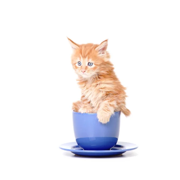 Маленький котенок в большой чайной кружке — стоковое фото