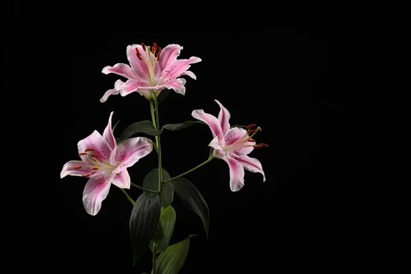 Bellissimi gigli rosa bianchi — Foto Stock