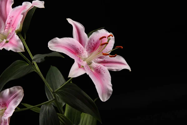 Hermosos lirios rosados blancos — Foto de Stock