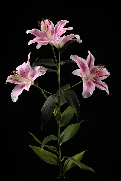 Красивые белые розовые лилии — стоковое фото