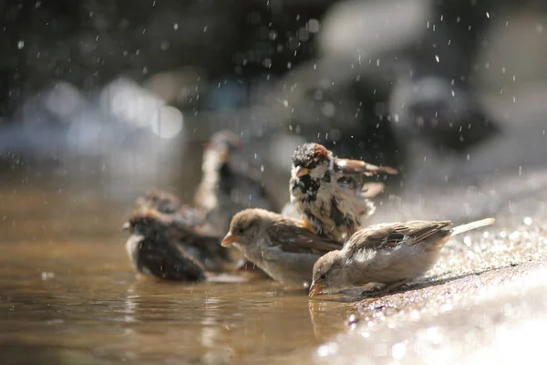 麻雀在水坑里洗澡 — 图库照片