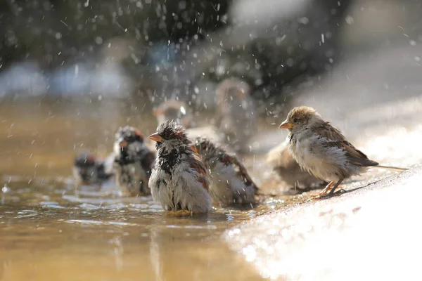 麻雀在水坑里洗澡 — 图库照片
