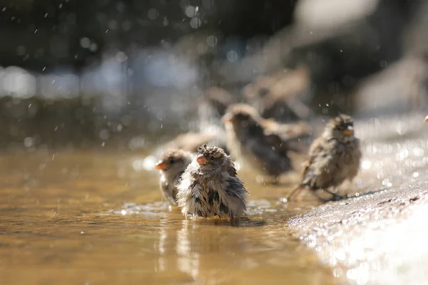 Bains de moineau dans une flaque — Photo