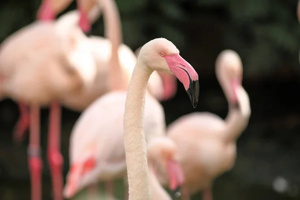 Beau flamant rose chilien — Photo