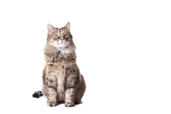 Maine Coon Cat White Background — Stock Photo, Image
