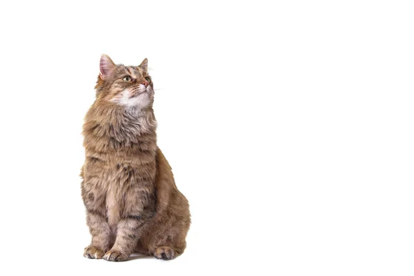 Maine Coon Cat White Background — Stock Photo, Image