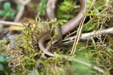 Sonbahar ormanındaki yılan yosunlarda dinleniyor.