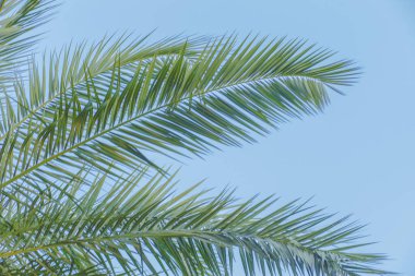 Yeşil palmiye yaprakları doğal ışık arkaplanı