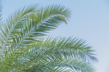 Yeşil palmiye yaprakları doğal ışık arkaplanı