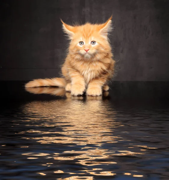 Foto Maine Coon Gatito Sobre Fondo Negro — Foto de Stock