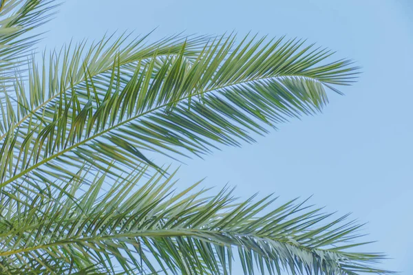 Hojas Palma Verde Con Fondo Luz Natural — Foto de Stock