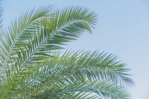 Hojas Palma Verde Con Fondo Luz Natural — Foto de Stock