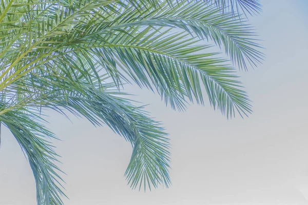 Зелене Пальмове Листя Природним Світлим Фоном — стокове фото