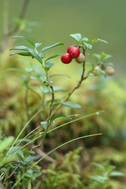 Sonbahar ormanında olgunlaşmış kırmızı yaban mersini.