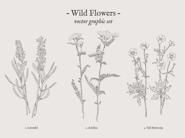 野生の花ビンテージ イラスト セット — ストックベクタ
