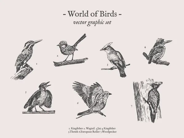 Küçük kuşlar vektör çizimleri kümesi — Stok Vektör