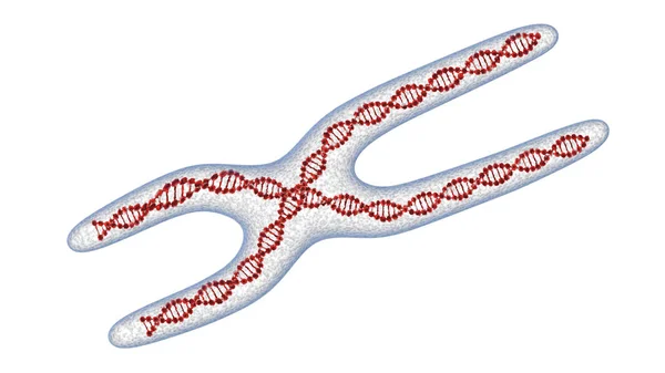 X chromosome . 3D render isolated — Stock Photo, Image