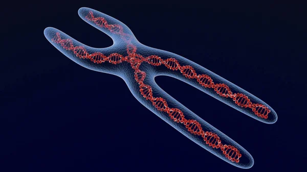 X 染色体。3 d のレンダリング — ストック写真
