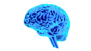 İnsan beyni 3d render