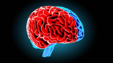 İnsan beyni 3d render