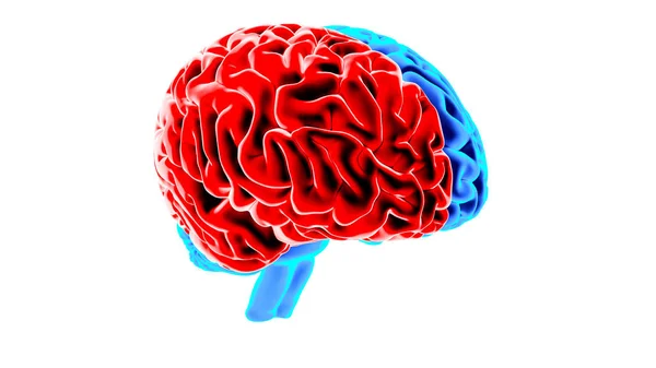 Renderização 3D do cérebro humano — Fotografia de Stock