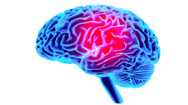 Ludzki mózg render 3d — Zdjęcie stockowe