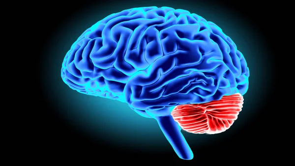 Ανθρώπινος εγκέφαλος 3d καθιστούν — Φωτογραφία Αρχείου