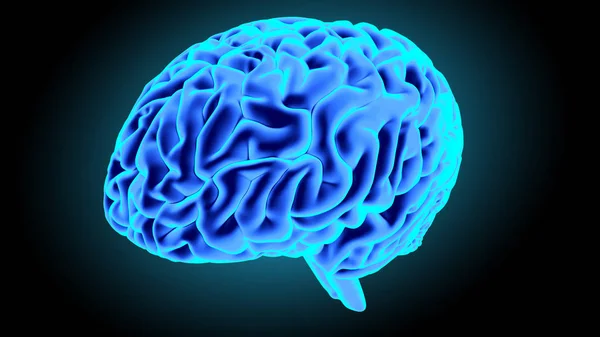 Ludzki mózg render 3d — Zdjęcie stockowe