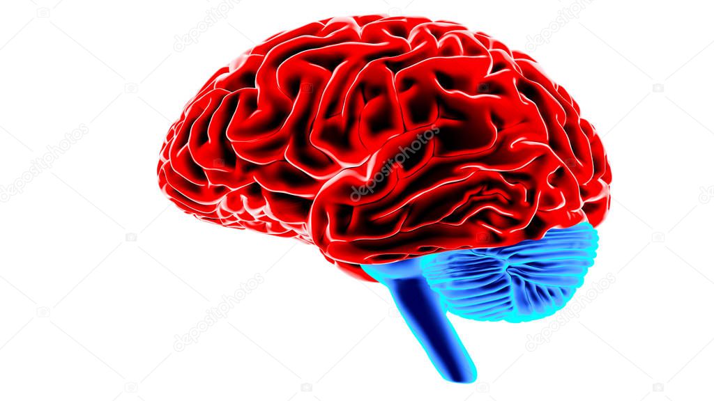 Human brain 3D render
