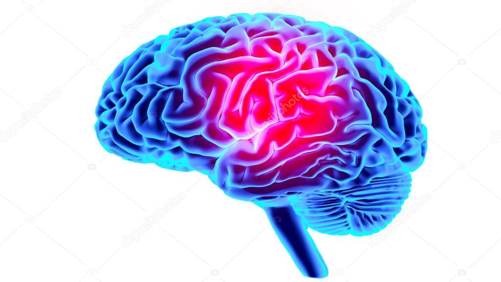 Human brain 3D render