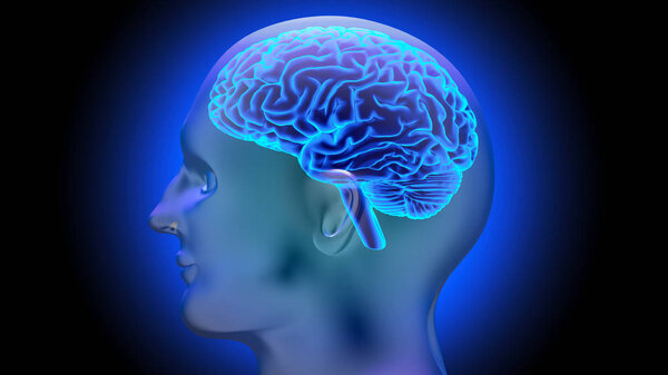 3D рендеринг человеческого мозга
