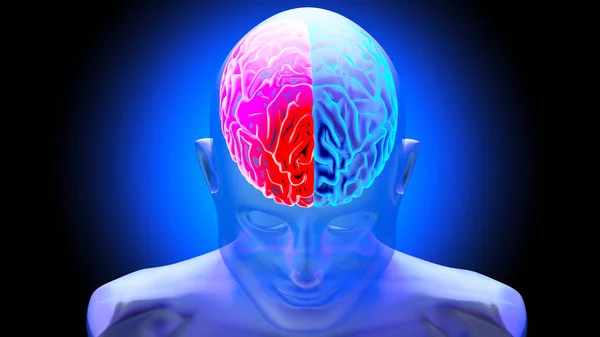 3D рендеринг человеческого мозга — стоковое фото
