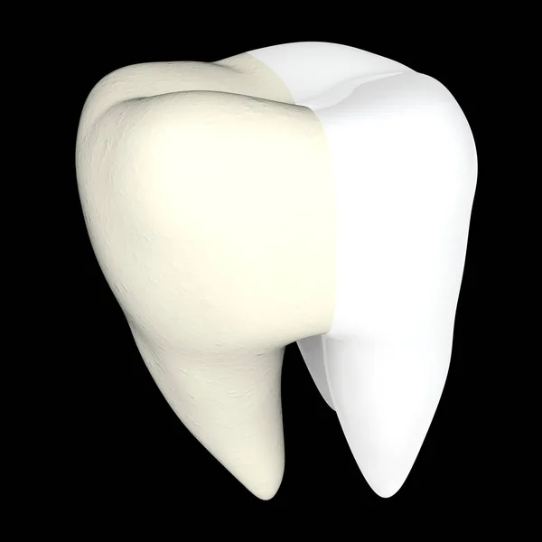 Dente humano 3D renderizar isolado — Fotografia de Stock